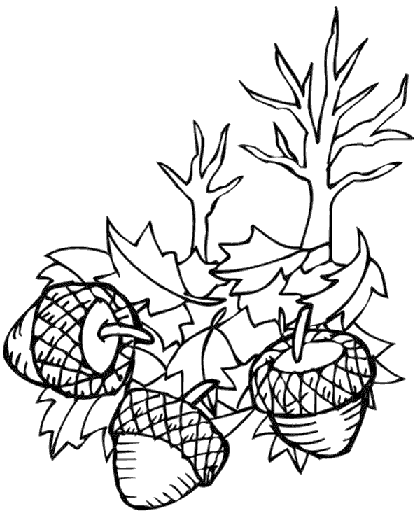 Three acorns among autumn leaves coloring page Three acorns among autumn leaves coloring page